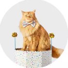 Gato