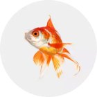 Peces